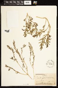 Chenopodium rubrum image