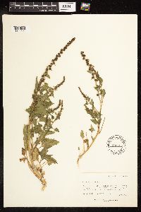 Chenopodium rubrum image