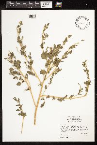 Chenopodium rubrum image