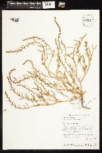 Chenopodium rubrum image