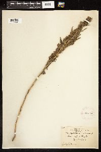 Chenopodium rubrum image