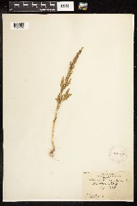 Chenopodium rubrum image