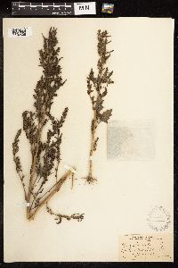 Chenopodium rubrum image