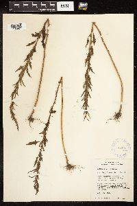 Chenopodium rubrum image