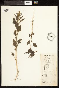 Chenopodium rubrum image