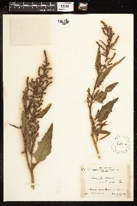 Chenopodium rubrum image