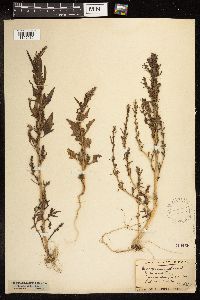 Chenopodium rubrum image