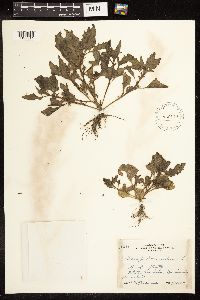 Chenopodium rubrum image