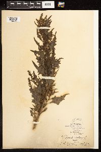 Chenopodium rubrum image