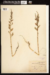 Chenopodium rubrum image