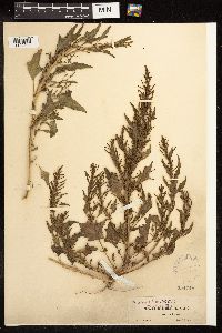 Chenopodium rubrum image