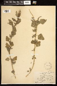 Chenopodium rubrum image