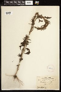 Chenopodium rubrum image