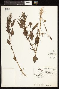 Chenopodium rubrum image