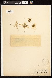 Chenopodium rubrum image