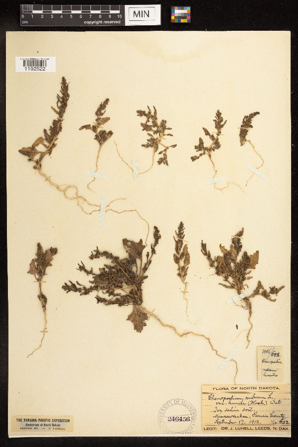 Chenopodium rubrum var. humile image