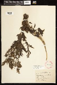 Chenopodium rubrum image