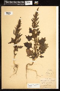 Chenopodium rubrum image
