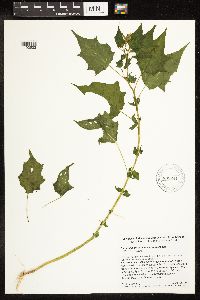 Chenopodium simplex image