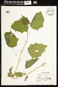 Chenopodium simplex image