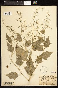 Chenopodium simplex image