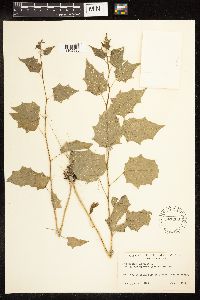 Chenopodium simplex image