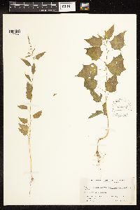 Chenopodium simplex image