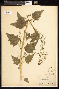 Chenopodium simplex image
