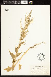 Chenopodium simplex image