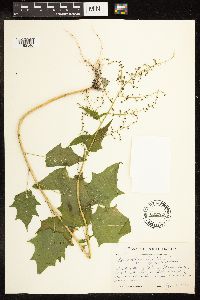 Chenopodium simplex image
