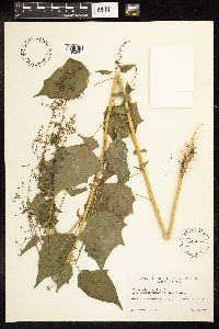 Chenopodium simplex image