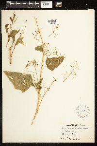Chenopodium simplex image