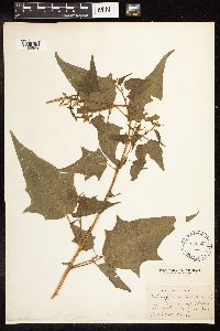 Chenopodium simplex image