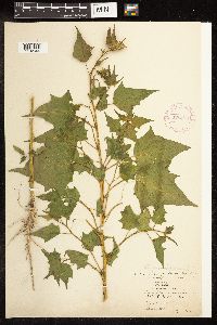 Chenopodium simplex image
