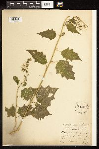 Chenopodium simplex image