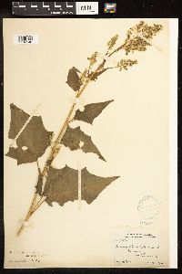 Chenopodium simplex image