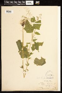 Chenopodium simplex image