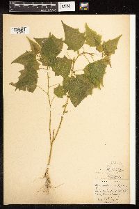Chenopodium simplex image
