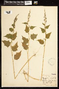 Chenopodium simplex image