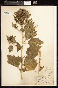 Chenopodium simplex image