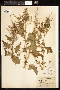 Chenopodium simplex image