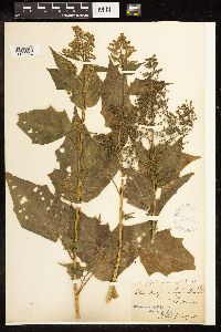 Chenopodium simplex image