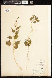 Chenopodium simplex image