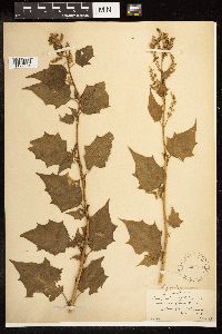 Chenopodium simplex image