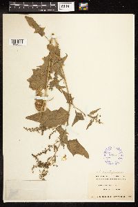 Chenopodium simplex image