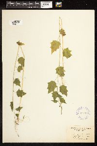 Chenopodium simplex image