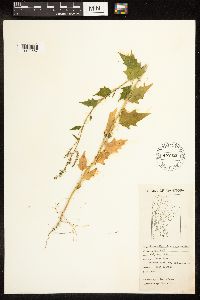 Chenopodium simplex image