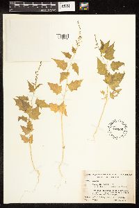Chenopodium simplex image