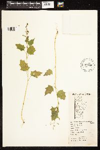 Chenopodium simplex image