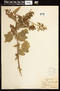 Chenopodium simplex image